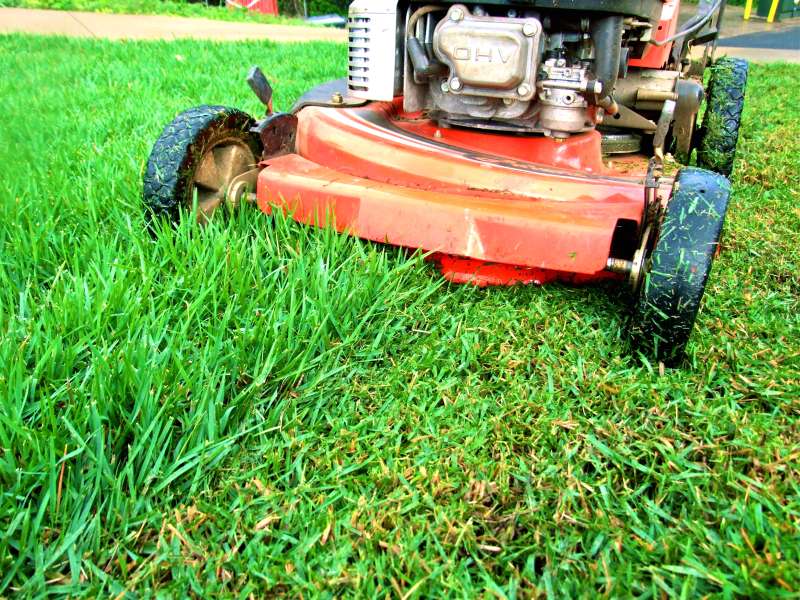Reducing Overgrown Plants